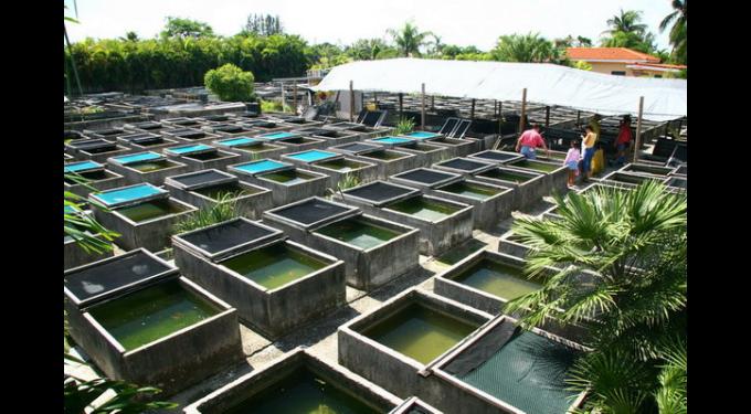tropical fish farm