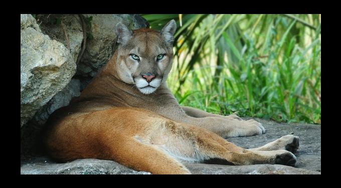 Flamingo Gardens | South Florida Finds